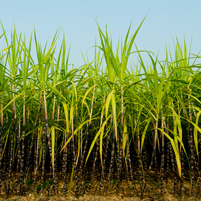 Combate às mudanças climáticas