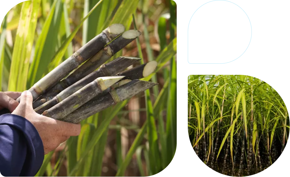 Bio-based plastic