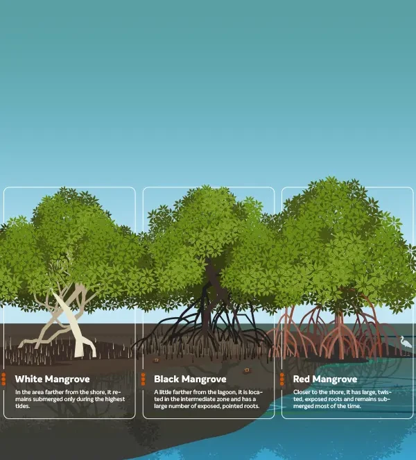  Infográfico do projeto Aflora Mangue, mostrando as etapas do plantio e manutenção do mangue.