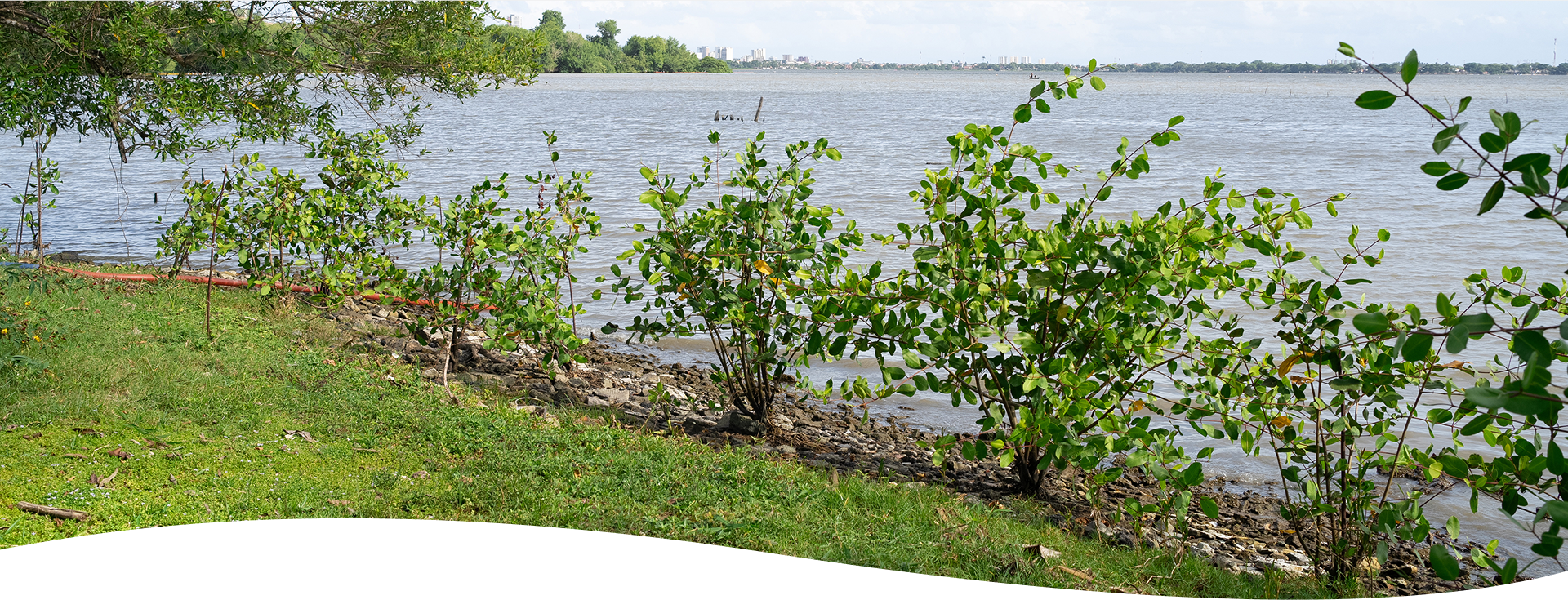 Aflora Mangue