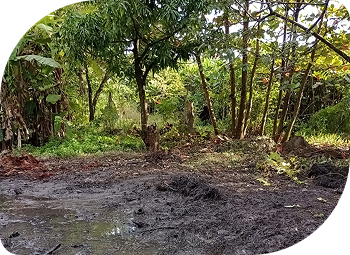 Parte de uma mata com um terreno lamacento à frente.