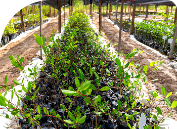 Semeadeiras com plantas de flexal.