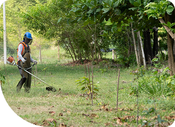 Pessoa usando uma roçadeira para limpar o terreno.