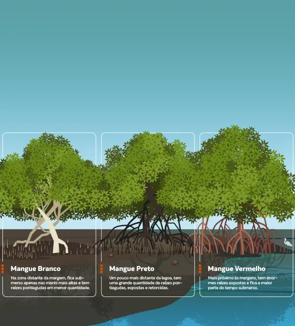  Infográfico do projeto Aflora Mangue, mostrando as etapas do plantio e manutenção do mangue.
