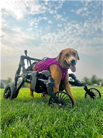 Braskem y DiveDesign se unen para desarrollar una silla de ruedas canina personalizada e impresa en 3D para Wobbly Hannah
