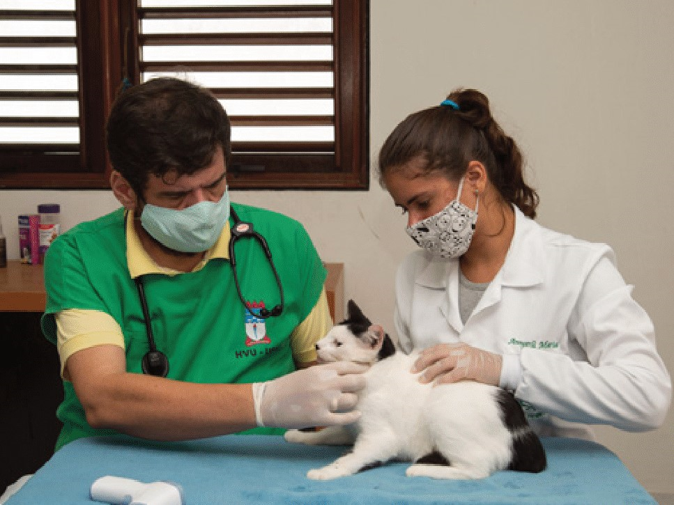 Mais de 5.300 animais  da área de desocupação  já receberam assistência.  E alguns, até uma família