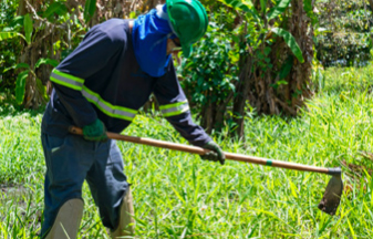 O Projeto Aflora Mangue e o trabalho de plantio de mudas na Lagoa Mundaú
