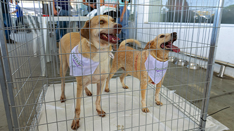 Feira incentiva a adoção consciente de cães e gatos