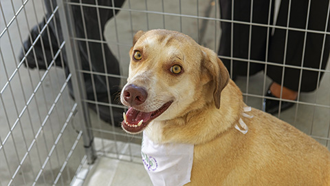 Animais do programa Focinho Responsável esperam adoção