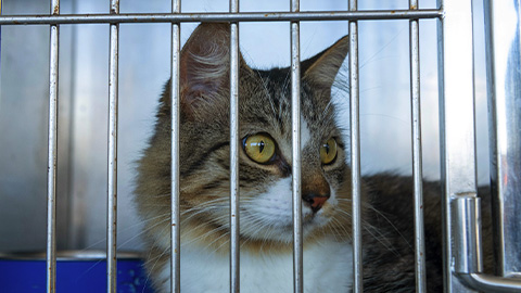 Focinho Responsável realiza nova edição de feira de adoção na Serraria