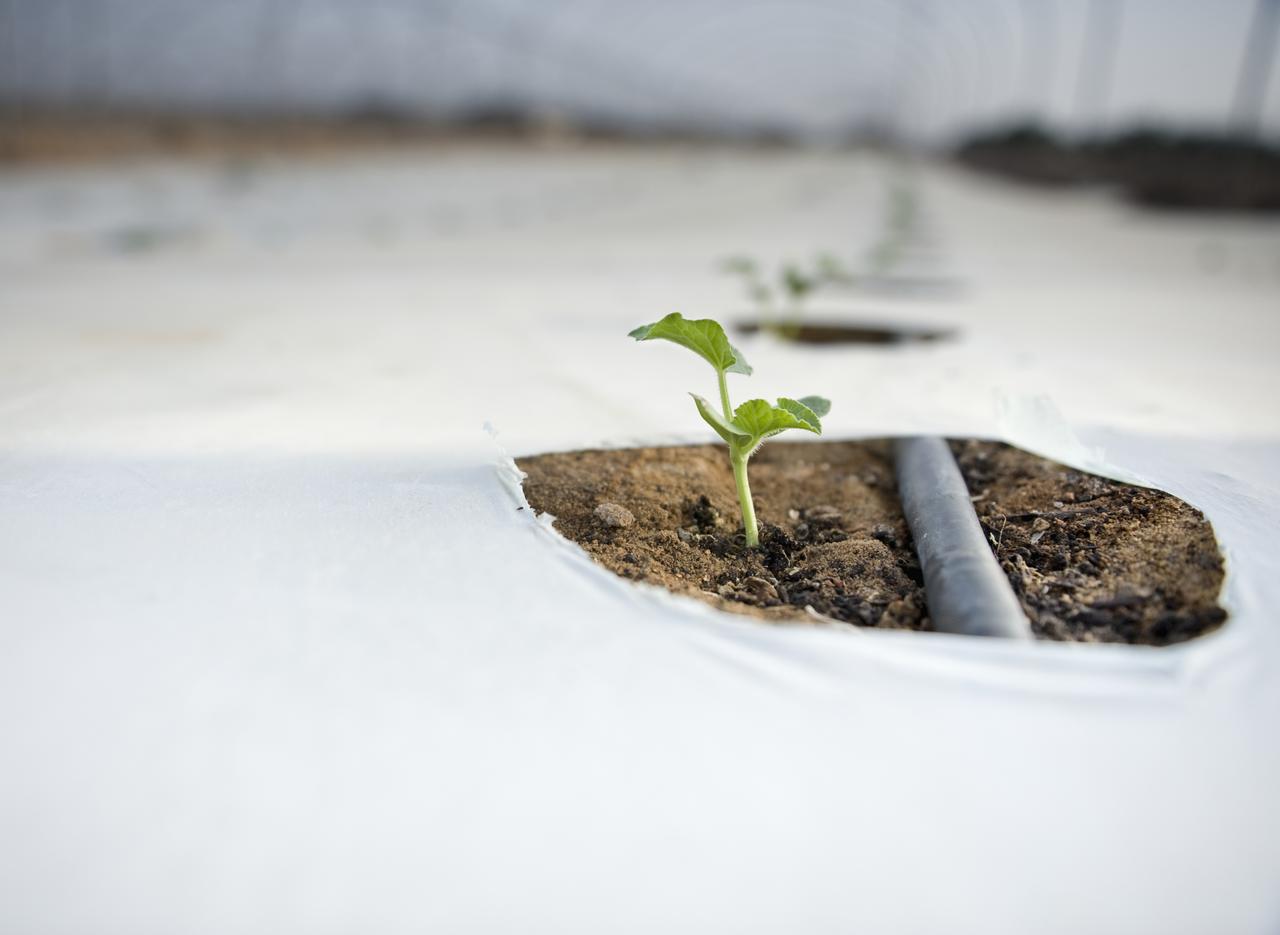 FRUIT AND VEGETABLE FARMING